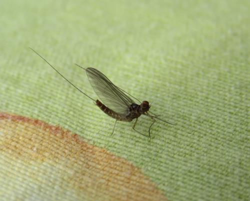 Cloeon dipterum